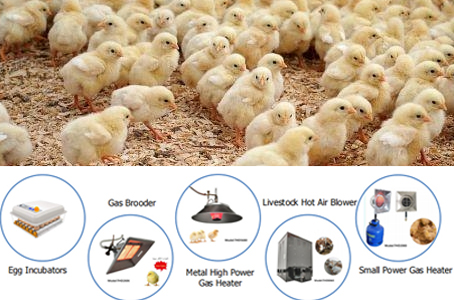 Do you know the ideal temperature for chicks? When to use heaters