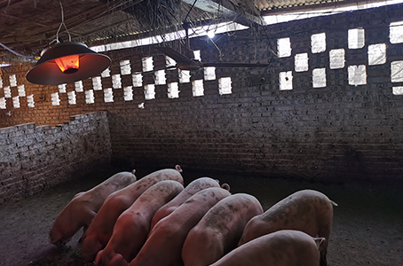 Heating System for Pigsty